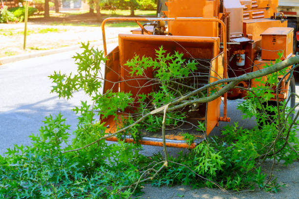 Best Dead Tree Removal  in Muldrow, OK